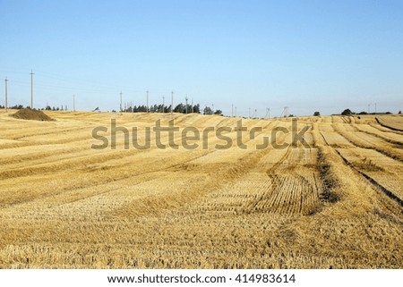   agricultural field where a farmer grows cereals. field of wheat