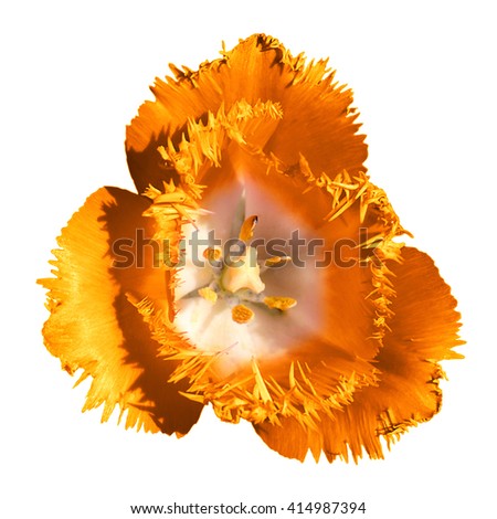 Surreal dark chrome contrast exotic orange tulip flower macro isolated on white