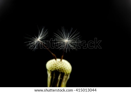 Two seeds of dandelion on a black background.