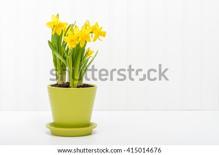 Arrangement of beautiful daffodils planted in a green flower pot. Royalty-Free Stock Photo #415014676