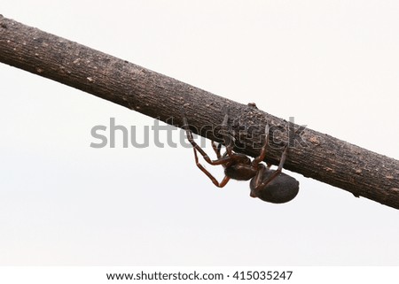 Brown spider crawling on a tree branch isolated against a white background