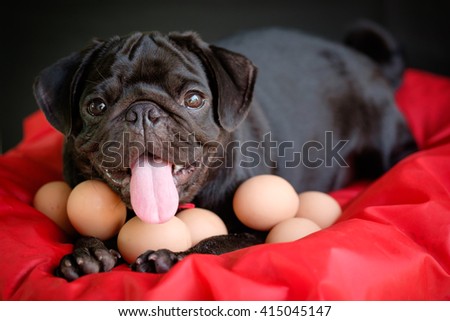 Funny picture , Pug dog give birth eggs on red pad. (Pug dog laying with eggs on red pad.)
