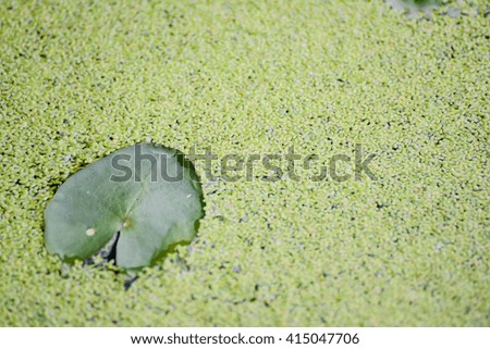 A leaf of lotus on the surface of water with duckweed. 