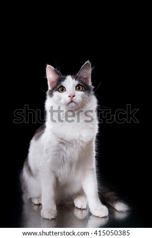 Young three-colored cat portrait on a black background