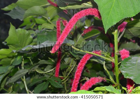 Chenille copper leaf, Red hot cat's tail, Puzzy Tail, Chenille Plant, Monkey Tail