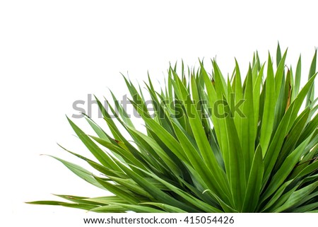 shrubs plant isolate on white background Royalty-Free Stock Photo #415054426