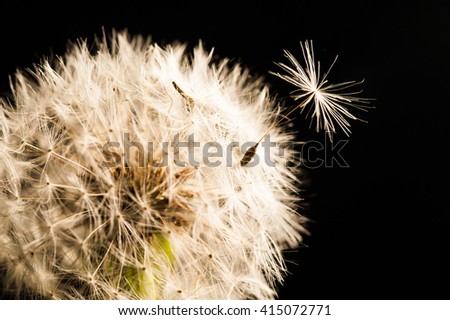 Dandelion Seed - Black Background