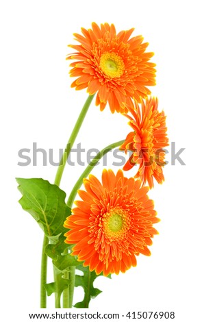 Beautiful bouquet of orange gerbera flower isolated on white background