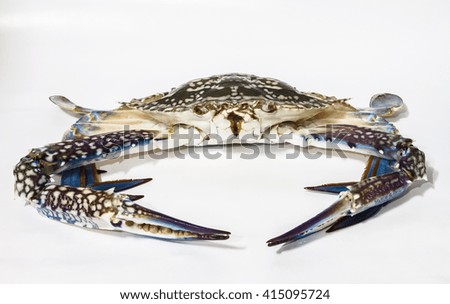 horse crab on white background