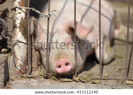 Picture of piglet sleeping behind metal cage tied with wire at a farm in a sunny summer day.