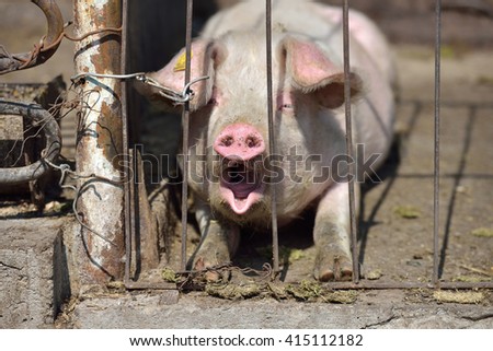 Picture of piglet asleep yawning behind metal cage tied with wire at a farm in a sunny summer day. Funny concept