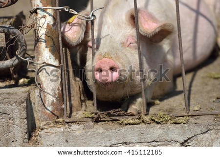 Picture of piglet sleeping behind metal cage tied with wire at a farm in a sunny summer day.