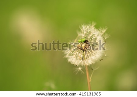 Closeup photo of a mini grasshopper on dandelion seeds