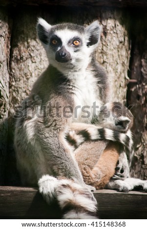 Picture of a mother lemur with her baby