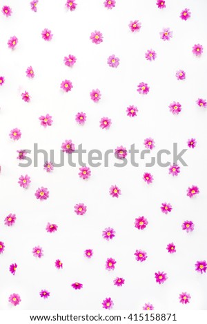 wildflowers pattern wallpaper. isolated on white. flat lay, top view