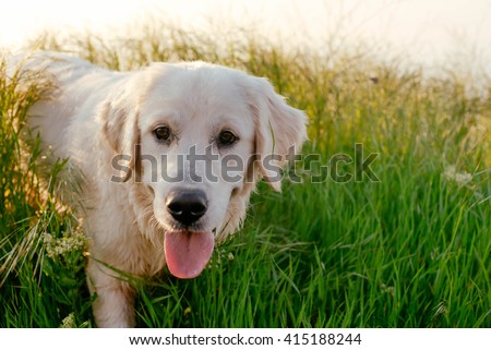 labrador retriever dog walking in park Royalty-Free Stock Photo #415188244