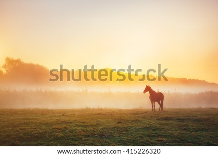 View of pasture with Arabian horse grazing in the sunlight. Dramatic scene and picturesque picture. Location place Carpathian, Ukraine, Europe. Beauty world. Soft filter. Warm toning effect.