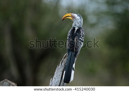 Bird in Kruger park, South Africa 