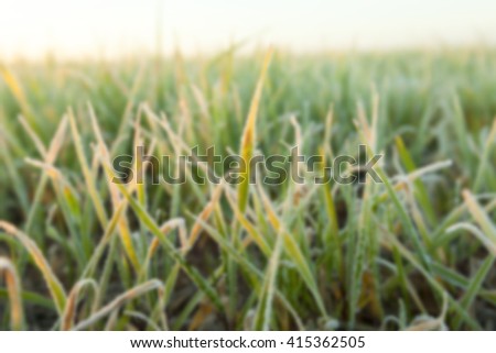   small sprouts of wheat, photographed after frost at dawn, defocused, sun dawn,