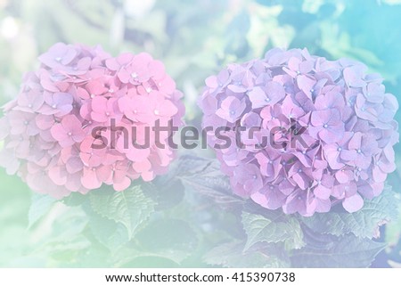 Purple and pink hydrangea flower (Hydrangea macrophylla) in a garden, filtered with retro colors