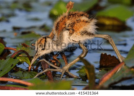 African jacana chick walking on water lilies looking for food