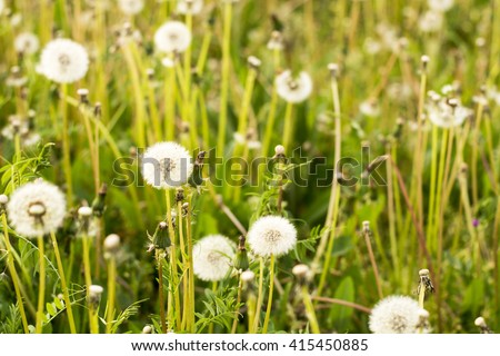 Dandelion field, summer allergy