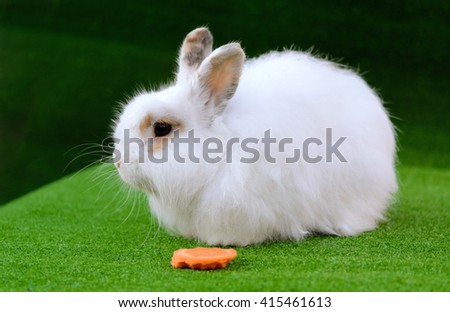 Decorative white angora rabbit closeup. On lawn with a carrot. Fluffy and cute bunny.