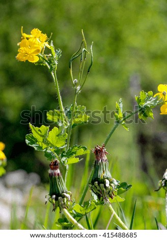  picture of a yellow dandelion flowers in spring