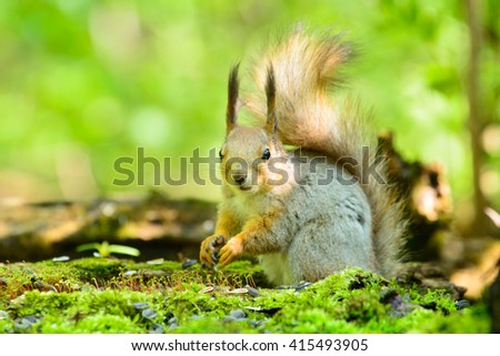 Squirrel, the spring keeps the food in your legs on a forest background