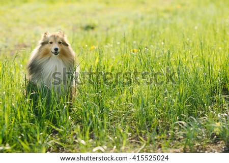 Red shetland sheepdog sitting on the green grass