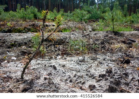 young pine seedling in forest closeup