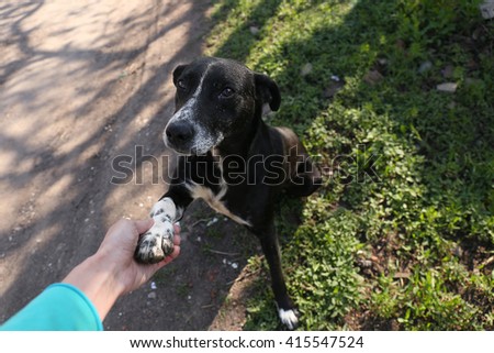 The friendly homeless dog gives paw