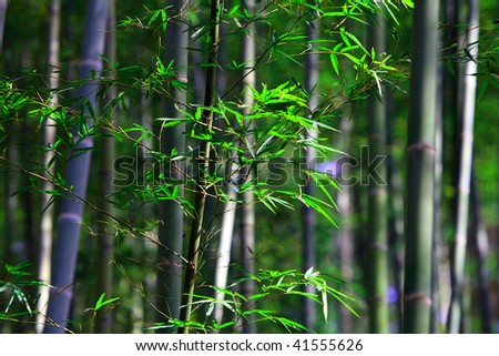 tender foliage and bamboo stalks