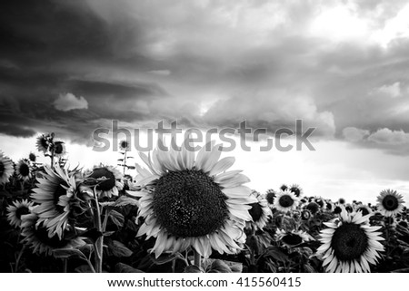 Sunflower in a field and dark clouds. Close up view of sunflowers. Dark sky. Black and white picture, image. Sunflower petals, seeds, oil. 