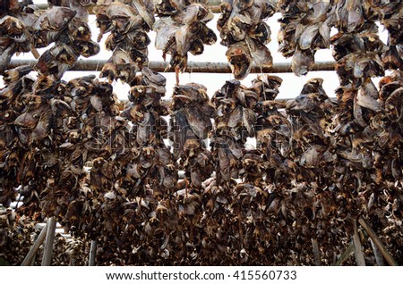stockfish structure full of cod and other fish hanging to dry in northern norway in summer
