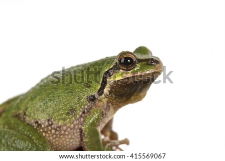 Tree frogs, shallow depth of field 