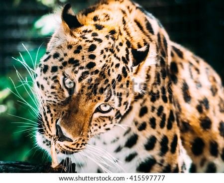 Portrait of a rare Amur Leopard