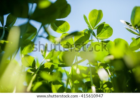Picture of green clover field view from the ground with sky