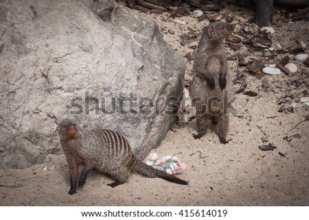Picture of two watchful striped mongoose