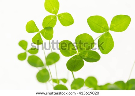 4-leaf clover on white background