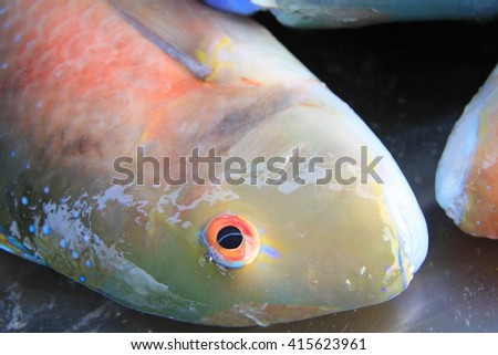 Venus Tuskfish