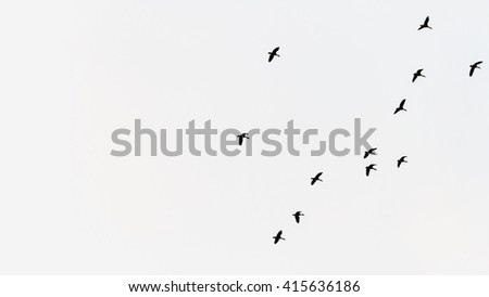 Flying sparrows isolated on a white background