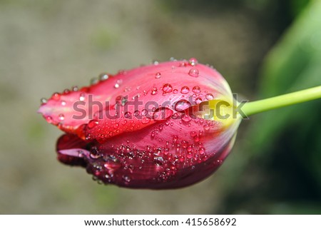 Red tulip after the rain
