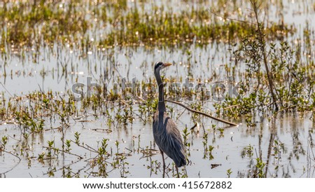 Heron standing in a pond among the thickets. Nisqually National Wildlife Refuge