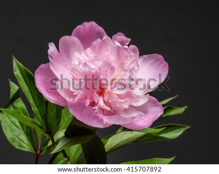 Spring flowers series, pink Chinese herbaceous peony