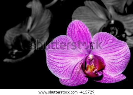 orchid with selectively desaturated background