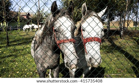 Horses behind fence at the ranch