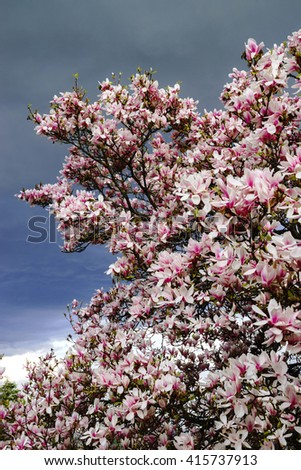 Pink magnolia flowers on big tree, stormy weather