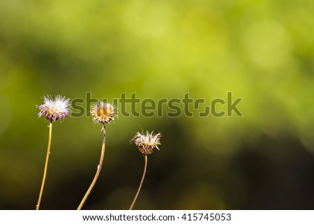 Thistle and green background.