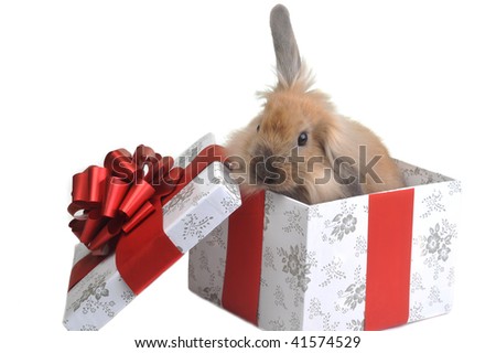 brown  fluffy rabbit sits in  box for  gift